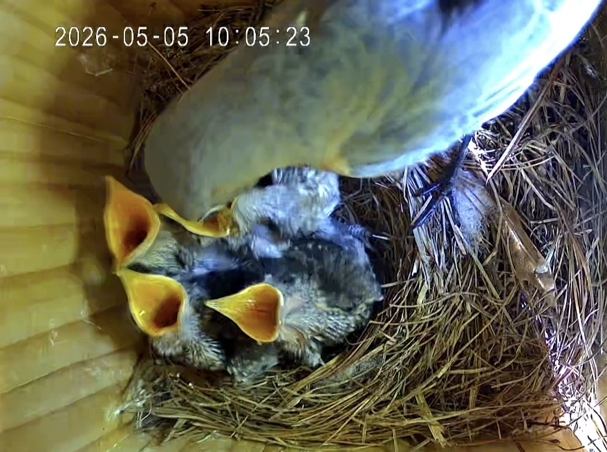 Breakfast for baby bluebirds